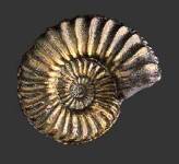 Ammonite